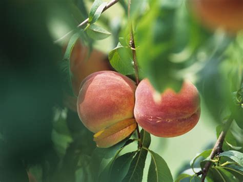 Missouri peach farm wins $15M in dicamba damage case ...