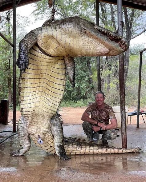 The Predators Demise Giant Eating Crocodile The Legend Of