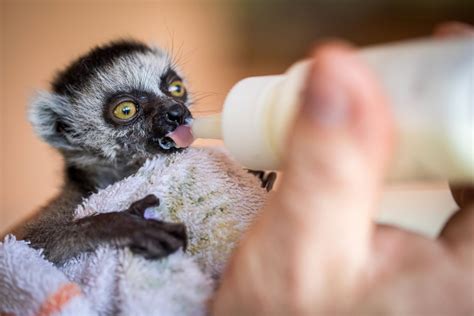 Adorable Baby Lemur Has A Bottle Picture Cutest Baby Animals From