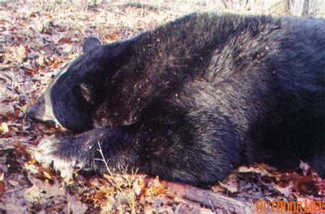 New Potential World Record Black Bear Shot In Pennsylvania