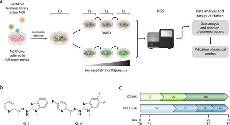 Pooled Crisprcas9 Screening Using The Genome Wide Single Vector