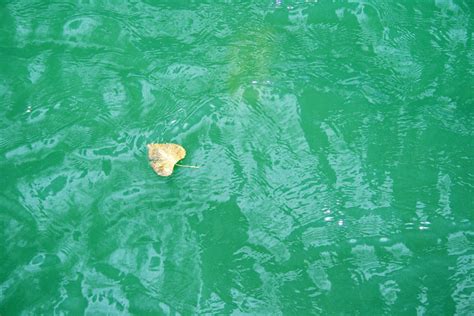 Leaf Floating On Water Free Stock Photo Public Domain Pictures