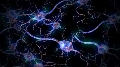 Spinal nerves—one of 31 pairs of nerves that originate on the spinal cord from anterior and posterior roots. Download Nervous System Wallpaper Gallery