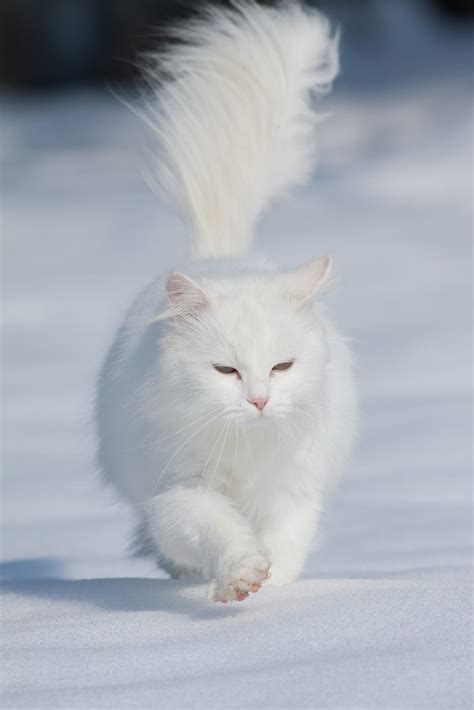 White Long Haired Cat Walking In The Snow Like A Boss Angora Cats