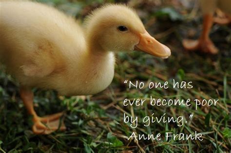 True Kindness To Animals Kindness Quotes One Green Planet Baby Ducks
