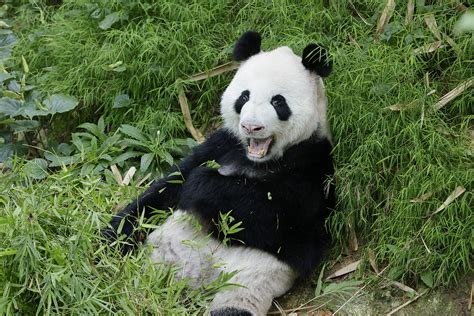 Giant Pandas Kai Kai And Jia Jia To Call Singapore Home For Another