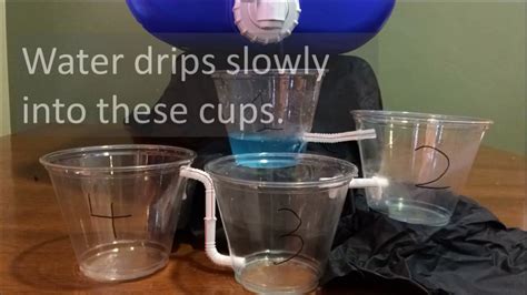 Which Cup Will Fill Up First Youtube