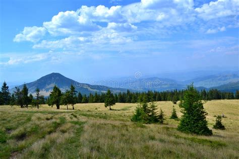 Rodna Mountains In Romania Grassy Ridge With Tre Stock Image Image