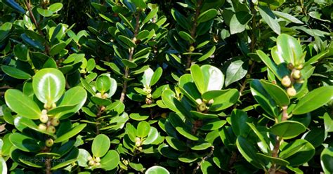 Memiliki sepasang mata berwarna coklat. Ciri Ciri Beringin Dolar (Ficus microcarpa 'Green Island ...