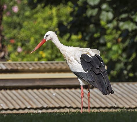 Pictures And Information On White Stork