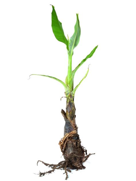 What Are Banana Plant Pups: How To Separate Banana Tree Offsets