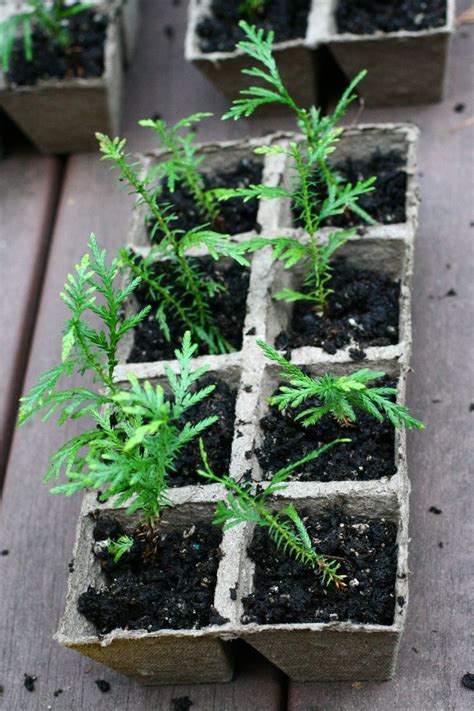 Western Red Cedar Tree Seedlings Seedlings Plants