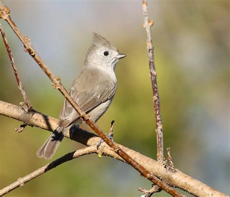 Top 10 Birds In California Audubon California