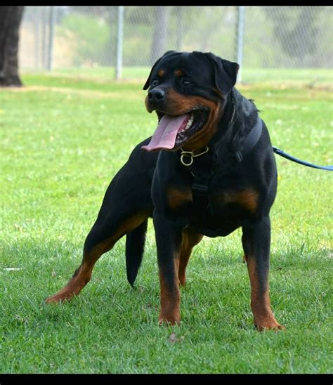 Males are good with children. Rottweiler Puppies For Sale | Riverside, CA #324628
