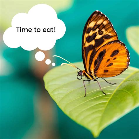 Check spelling or type a new query. What Do Butterflies Eat? - Liquids, nectar from flowers or ...