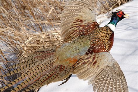 Ring Necked Pheasants Disappearing Into Thin Air