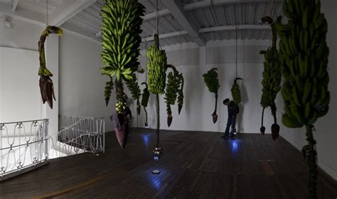 La instalación musa paradisiaca, consistente en un recinto en penumbra de cuyo techo penden, como cuerpos, inmensos racimos de plátano hartón; JOSÉ ALEJANDRO RESTREPO: MUSA PARADISIACA (1996 - 2016 ...