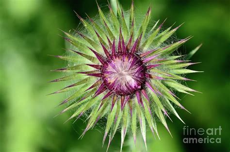 Musk Thistle Carduus Nutans Flower Bud Photograph By Colin Varndell
