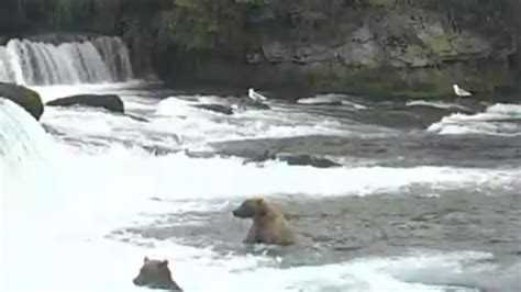 Watch Bear Cam At Katmai National Park In Alaska