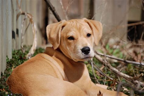 Infos sur les races de chiens, guides et conseils, vidéos explicatives, petites annonces, annuaire des pros. La maladie de Carré chez le chien - Guide du chien
