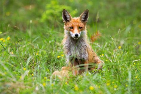 Adult Female Of Red Fox Vulpes Vulpes Sitting In The High Grass In