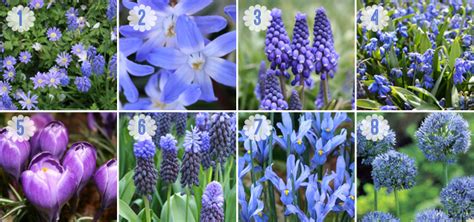 A Touch Of The Blues Bulb Blog Gardening Tips And Tricks Learn