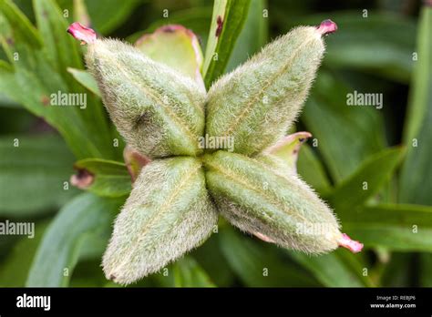 Peony Seed Pods Stock Photo Alamy