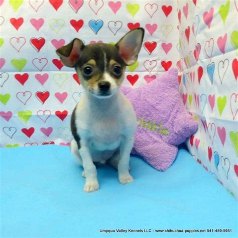 The tiny chihuahua makes a wonderful watchdog, despite its small size. Chihuahua Breeder in Oregon ~ Chihuahua Puppies for sale ...
