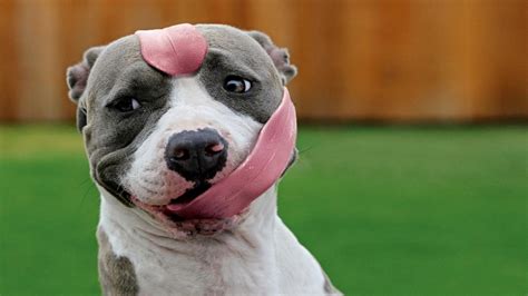 Funny Dog Wallpapers Wallpaper Extreme Funny Dogs 1366x768