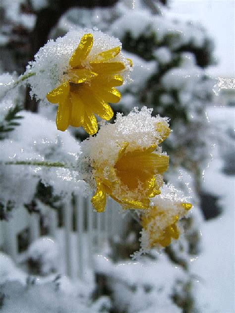 Flowers  Dreamies Winter Flowers Best  Pinterest Winter