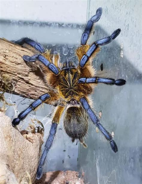 Golden Blue Leg Baboon Tarantula Harpactira Pulchripes Guide Thepetfaq