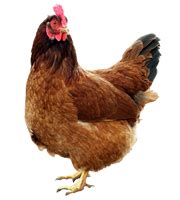 Chicken PNG, Chicken Transparent Background - FreeIconsPNG