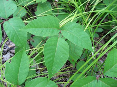 Poison Ivy Flora Of Birch Grove Park Northfield Nj · Inaturalist