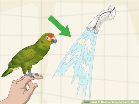 3 Ways To Keep An Amazon Parrot Clean Wikihow Pet