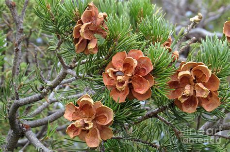Pinon Pine Cones Photograph By Frank Townsley