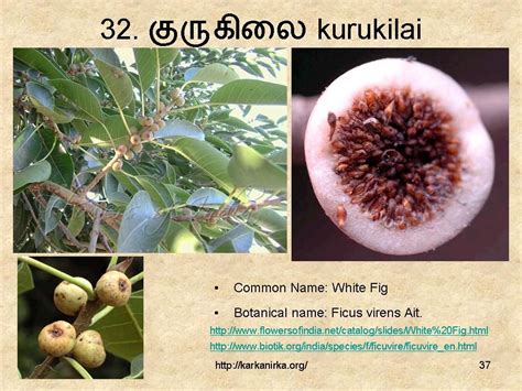 Tamil name of goden champa is sampangi. Slide37 in 2020 | Flower names, Botanical, Flowers