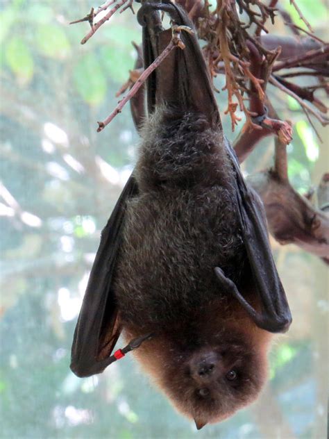 Rodrigues Fruit Bat Hanging Upside Down From A Branch Photograph By