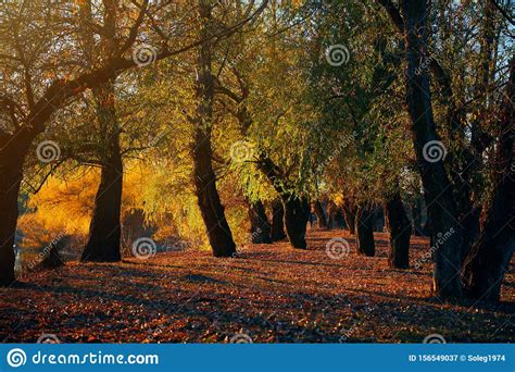 Beautiful Trees In The Autumn Forest Near The River Bright Sunlight At