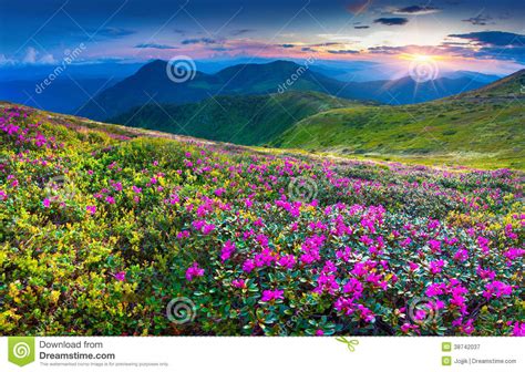 Magic Pink Rhododendron Flowers In The Mountains Stock Image Image