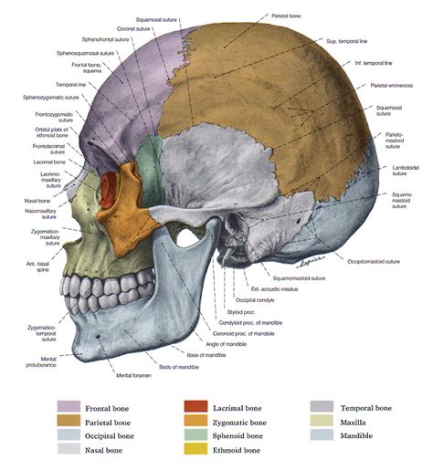 The Skull The Bones Of The Head