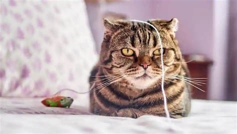 Reflection, cat, neon, cyberpunk, vaporwave. "Social distancing art" - Bing in 2020 | Animals, Cat love ...