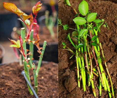 How To Grow Roses From Cuttings Growing Roses Rose Cuttings