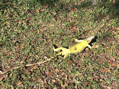 Its So Cold In Florida Its Raining Iguanas As Frozen Lizards Fall