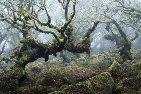 Moss Covered Forest In Dartmoor England Daily Viral