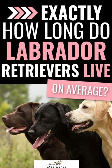 What Is The Lifespan Of A Labrador Dopi
