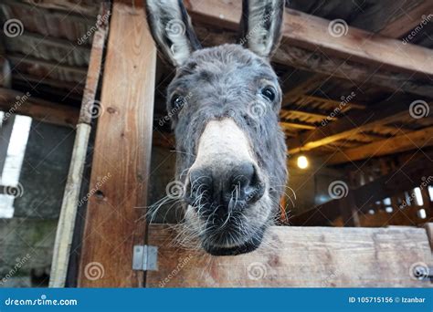 1366 Donkey Stable Fotos Kostenlose Und Royalty Free Stock Fotos Von