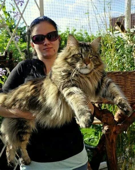 Maine coon cats also have long whiskers and a long bushy tail. MAINE COON CAT I WANT one! http://www.mainecoonguide.com ...