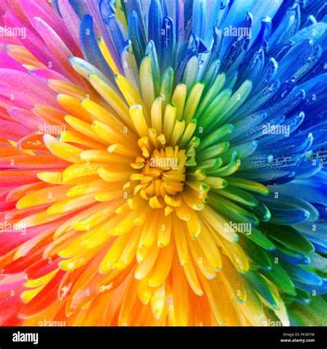 Colorful Rainbow Flower Background Stock Photo Alamy