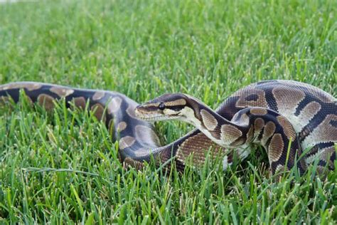 How Big Do Ball Pythons Get And How Long Does It Take For Them To Grow