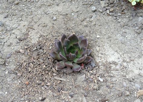 Related to kosmik kaktus plant care. Bish's Blog: New House Blog: Episode LCVI - Those ...
